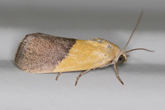 Ponometia semiflava