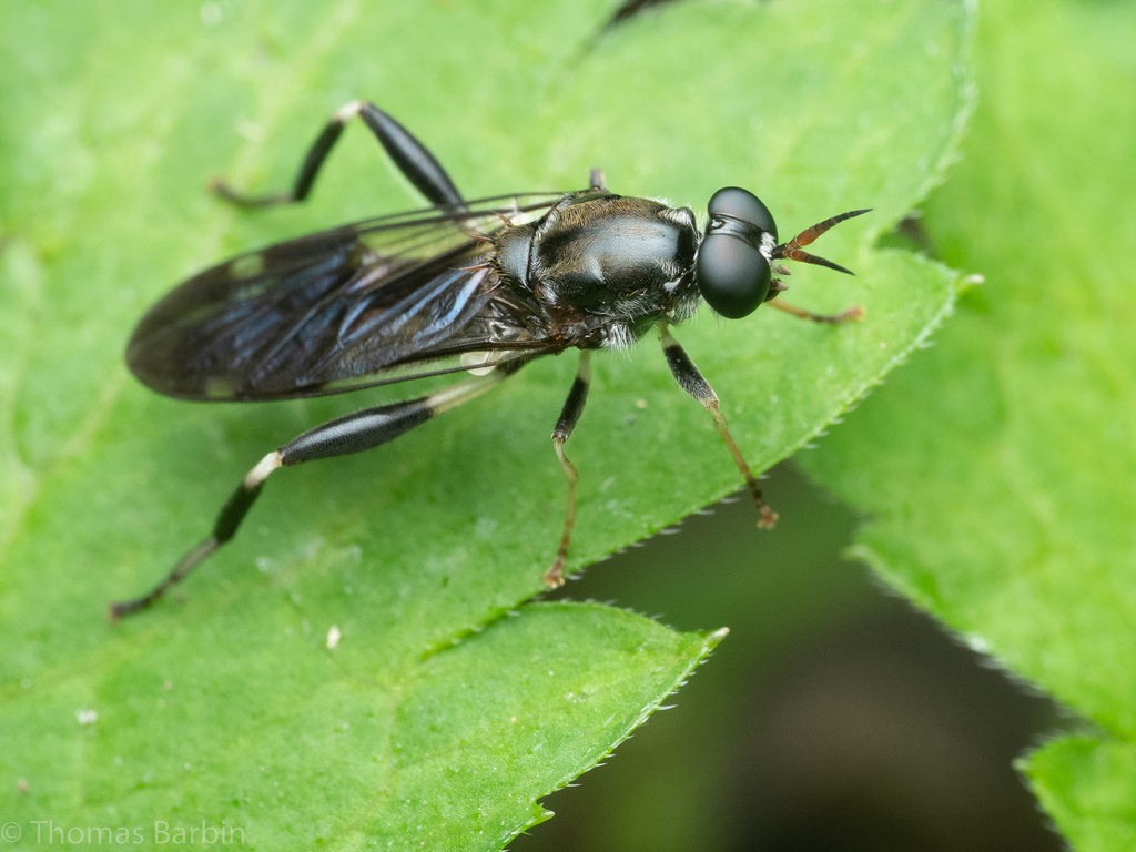 Garden soldier fly