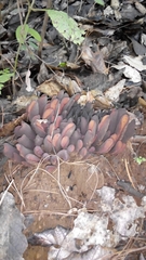 Wynnea americana