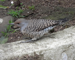 Colaptes auratus cafer