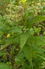 Eupatorium sessilifolium