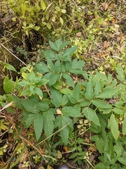 Aegopodium podagraria