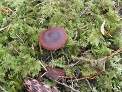 Cortinarius sanguineus