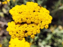 Helichrysum dasyanthum