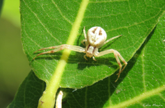 Misumenops maculissparsus