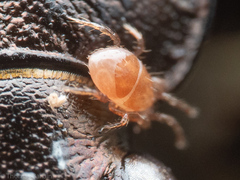 Parasitinae