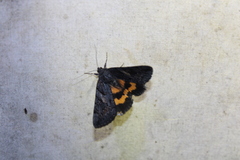 Catocala antinympha