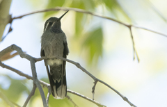 Lampornis clemenciae