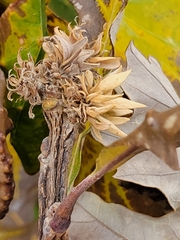 Andricus quercusfrondosus