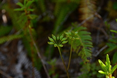 Coptis aspleniifolia