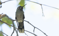 Lampornis clemenciae