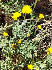 Helichrysum dasyanthum