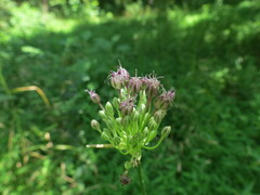 Allium vineale