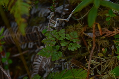 Coptis aspleniifolia