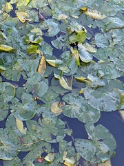 Nuphar lutea