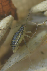 Eucallipterus tiliae