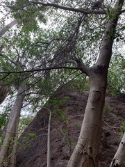 Ficus insipida