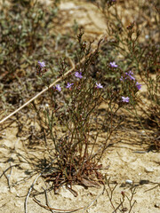 Limonium virgatum