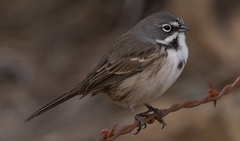 Artemisiospiza belli