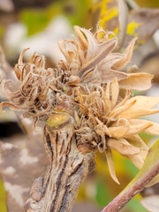 Andricus quercusfrondosus