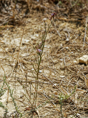 Limonium virgatum