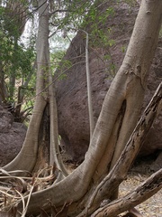 Ficus insipida