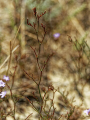 Limonium virgatum