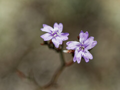 Limonium virgatum
