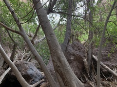 Ficus insipida
