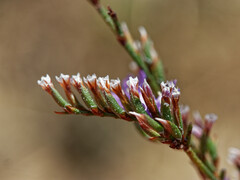 Limonium virgatum