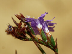 Limonium virgatum