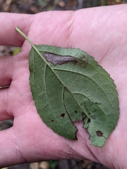 Stigmella rhamnicola