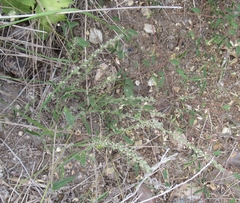 Verbena canescens
