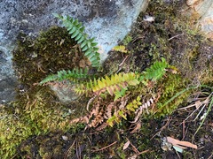 Polystichum imbricans imbricans