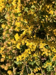 Formica pallidefulva