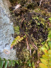 Polystichum imbricans imbricans