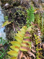 Polystichum imbricans imbricans
