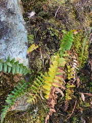 Polystichum imbricans imbricans