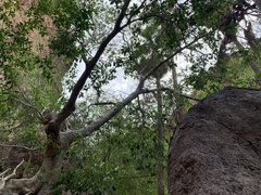 Ficus insipida