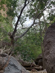 Ficus insipida