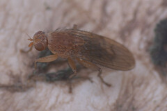 Suillia notata