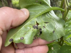 Plectonycha correntina