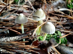 Mycena epipterygia