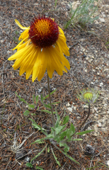 Gaillardia aristata