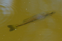 Micropterus punctulatus