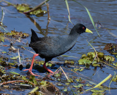 Zapornia flavirostra