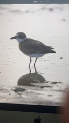 Charadrius wilsonia