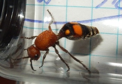 Dasymutilla quadriguttata