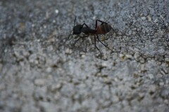 Camponotus cruentatus