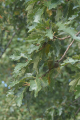 Quercus cerris